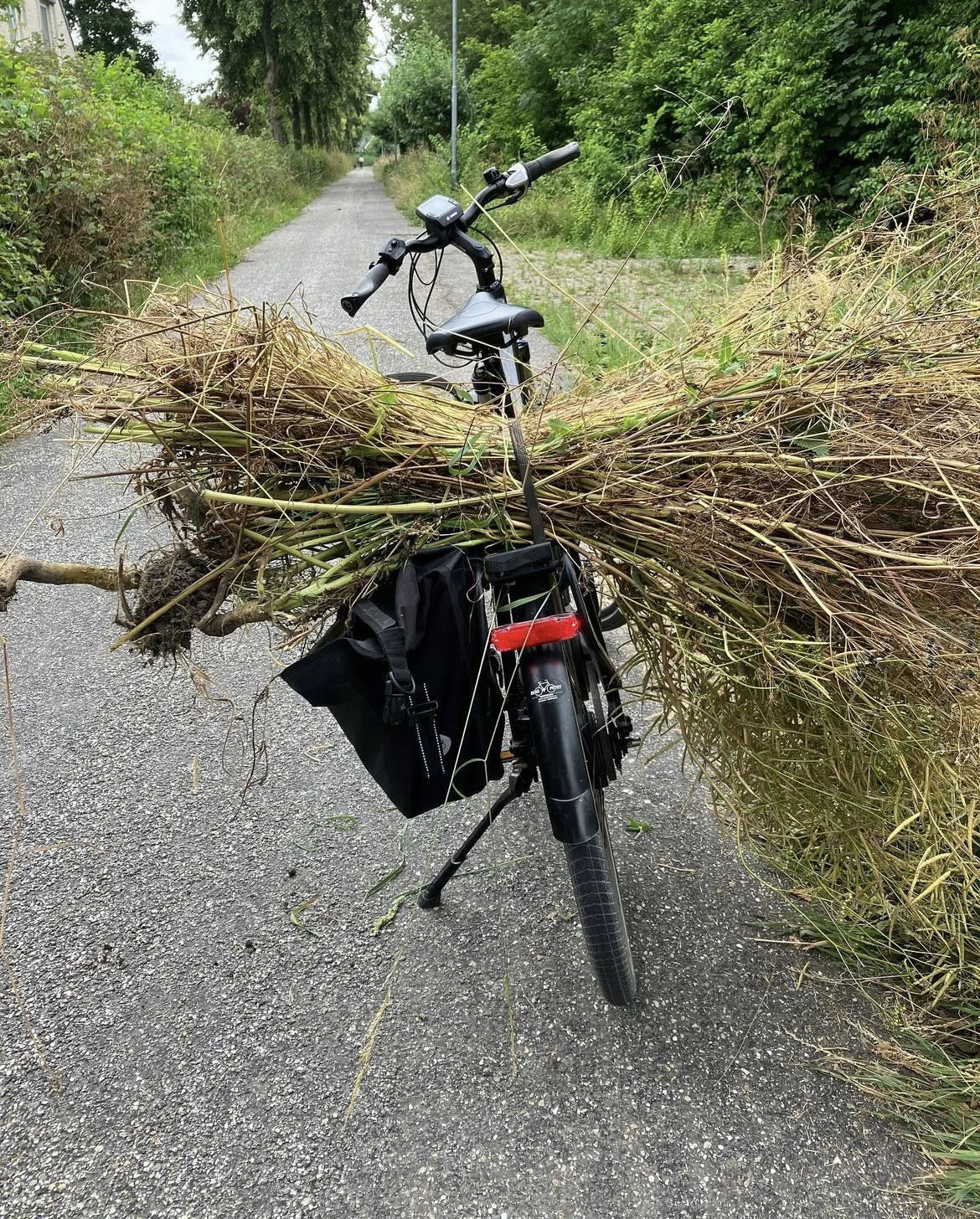 Piet Dieleman Atelier Piet Dieleman | Herbarium Monotypes 1 - Hahnemuhle 100% cotton paper 300g/m,